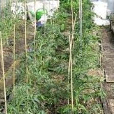 Опоры для садовых растений стеклопластиковые 